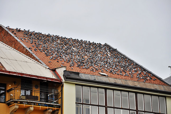 A2B Pest Control are able to install spikes to deter birds from roofs in Esher. 