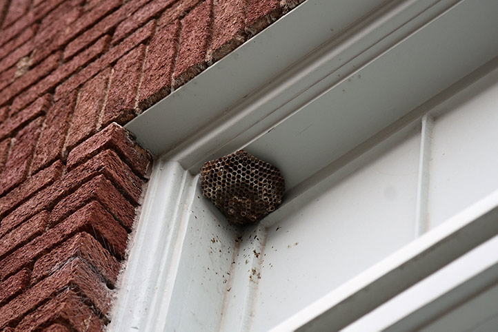 We provide a wasp nest removal service for domestic and commercial properties in Esher.